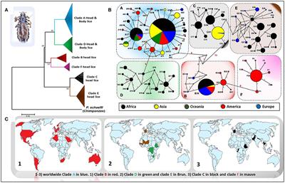 Where Are We With Human Lice? A Review of the Current State of Knowledge